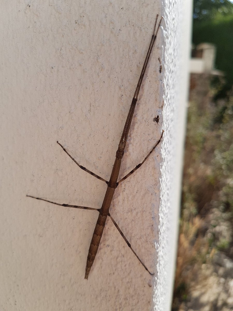 FestimagesNatur's tweet image. "Zut, j'ai oublié mon nuancier pantone"  le #phasme