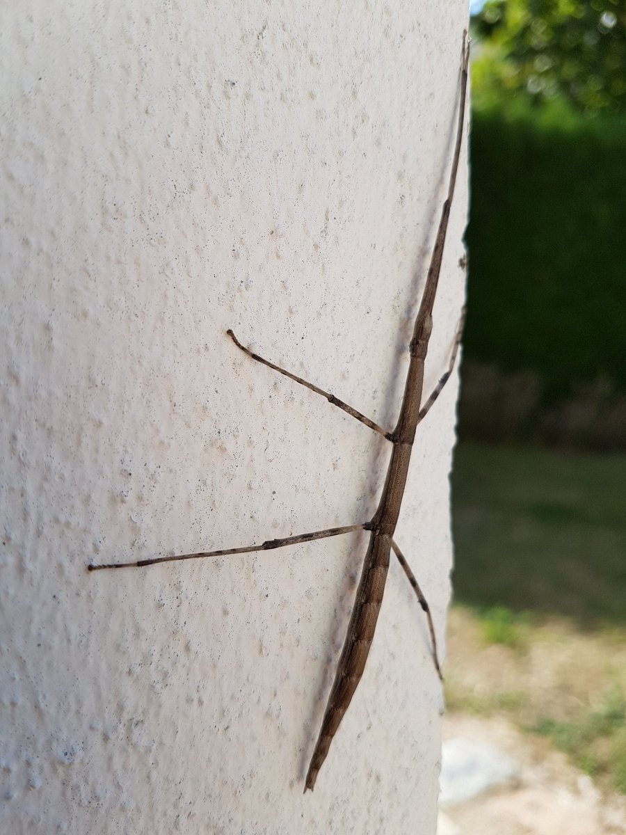 FestimagesNatur's tweet image. "Zut, j'ai oublié mon nuancier pantone"  le #phasme