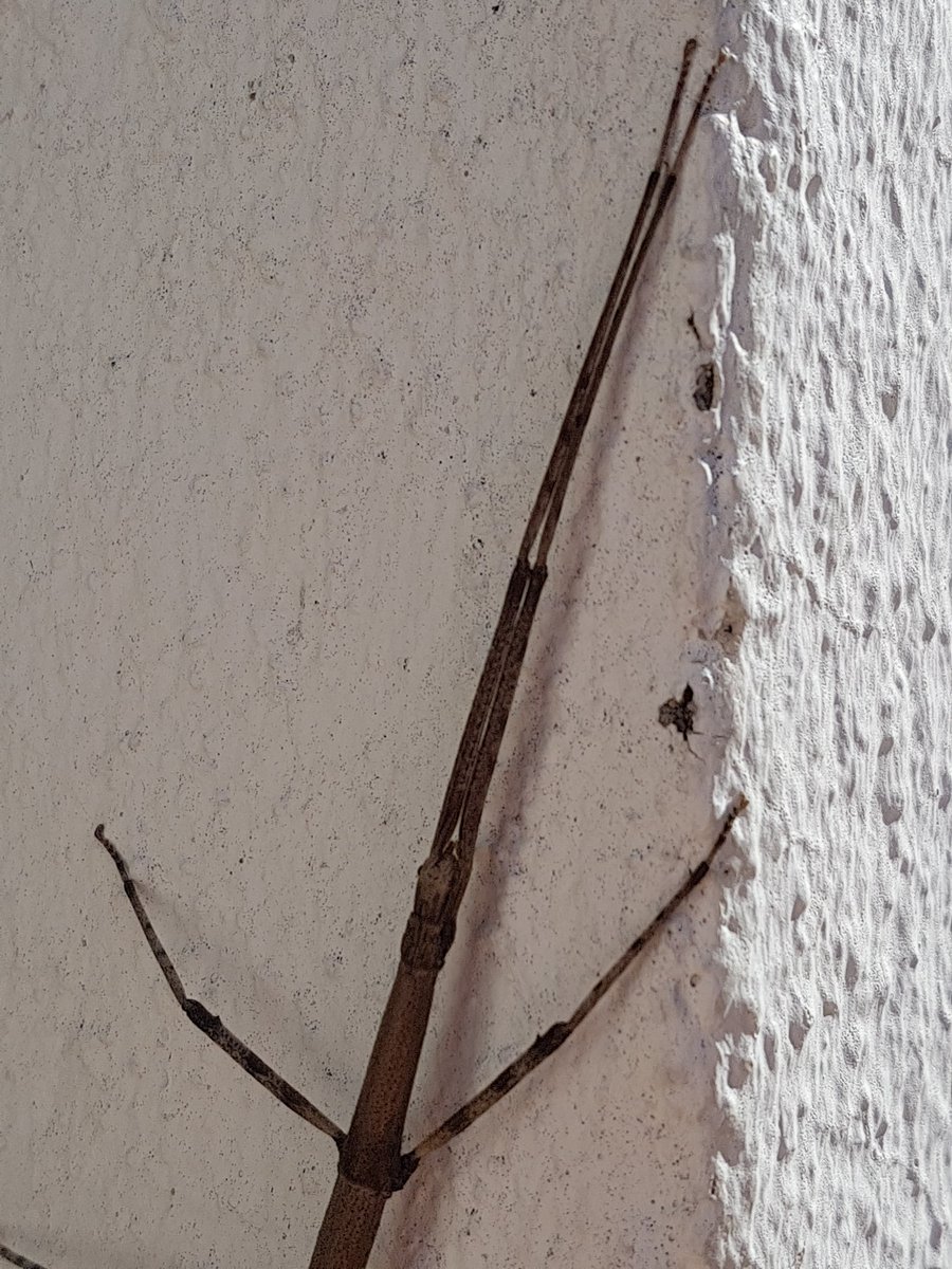 FestimagesNatur's tweet image. "Zut, j'ai oublié mon nuancier pantone"  le #phasme