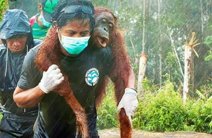 futuresaversng's tweet image. Heartbreaking sight of the Amazonia fire outbreak. The selfishness of mankind is the doom for humanity and its environment. #AmazonFires #PrayforAmazonia