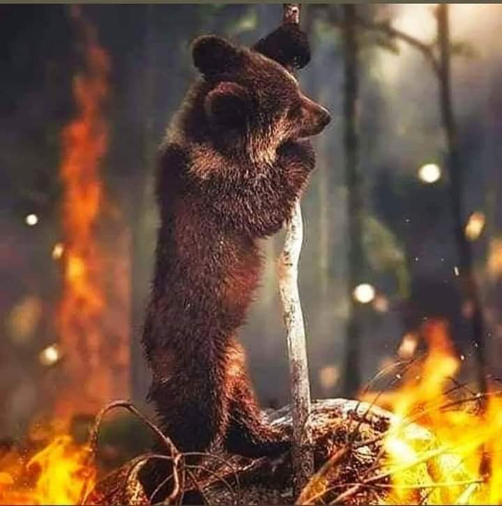 futuresaversng's tweet image. Heartbreaking sight of the Amazonia fire outbreak. The selfishness of mankind is the doom for humanity and its environment. #AmazonFires #PrayforAmazonia