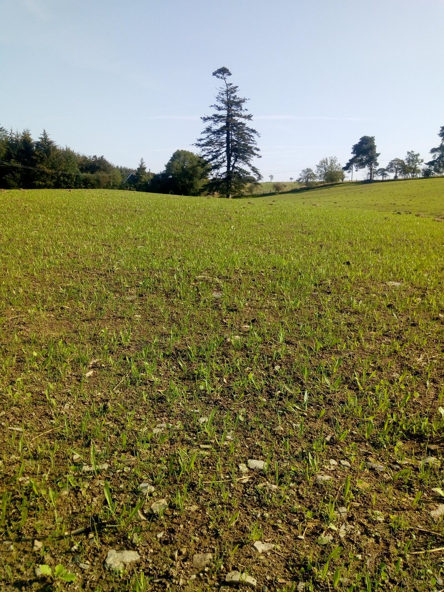 Pleased to see a good establishment of my HF Gromore. Just hope the ground dries up sufficiently to mob my fattening lambs on. The Plantain certainly looks different to what I'm used to!