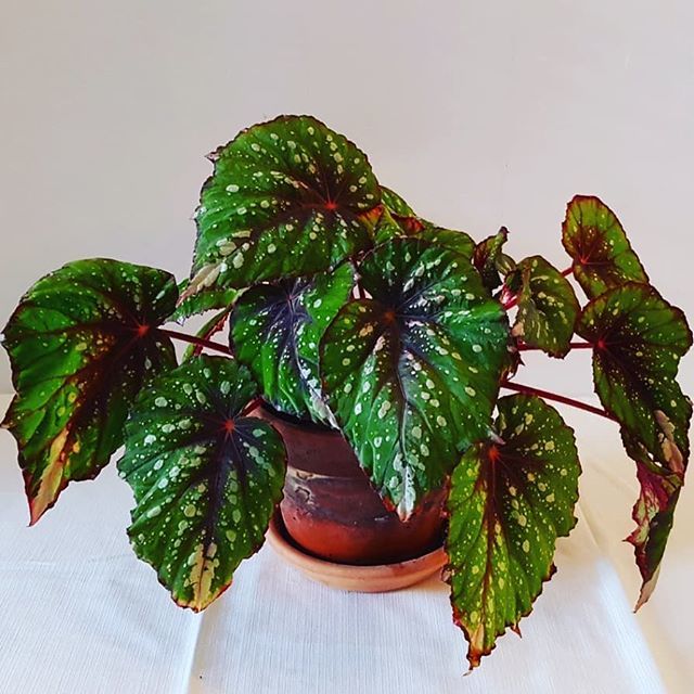 Gardening & Plants Home & Hobby Mean Green Rex Begonia