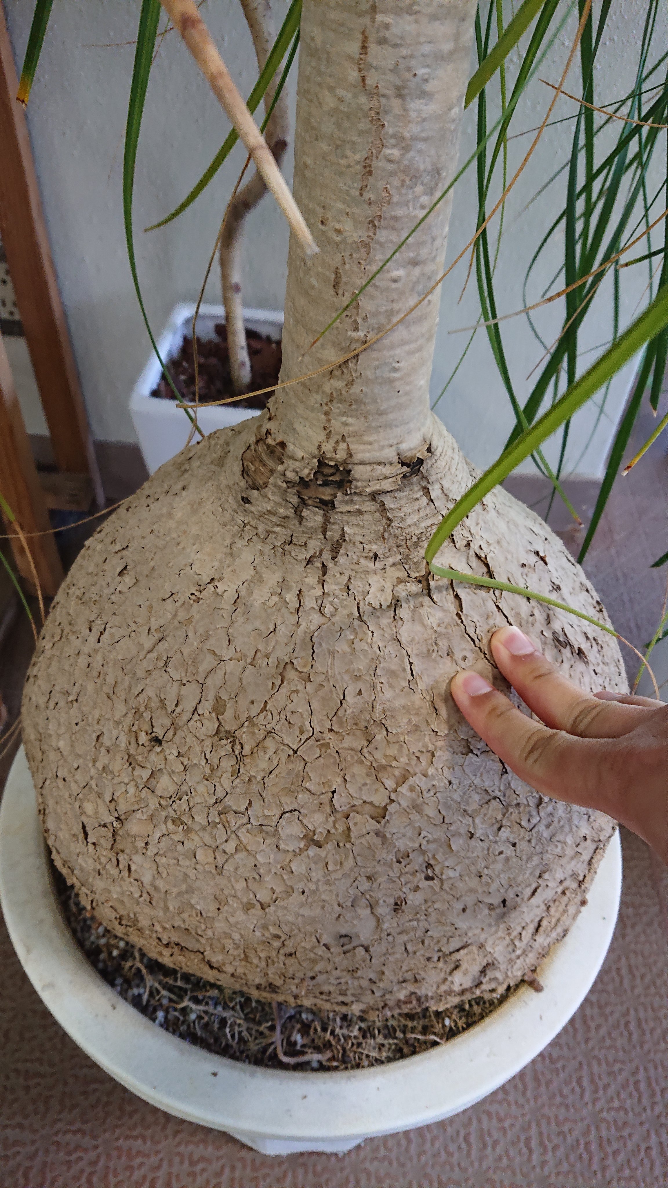 すなさん ねもたい 花センターのトックリラン このサイズで15 000円とか 心ときめいたけど この子を家に迎えたらわたしは家を追い出されるので我慢 T Co Ssvaktfqhb Twitter