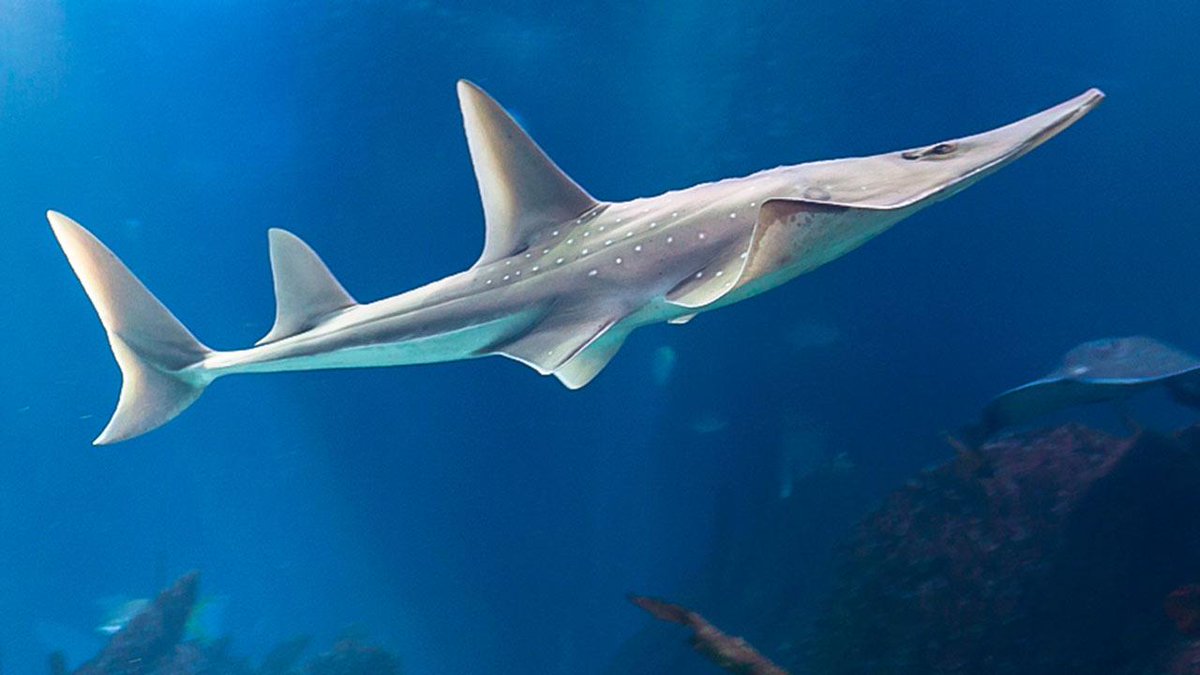 #CITESCoP18 agreed this morning in Committee I by a vote that guitarfishes (𝘎𝘭𝘢𝘶𝘤𝘰𝘴𝘵𝘦𝘨𝘶𝘴 spp.) be included in Appendix II so that they are protected under #CITES trade control regime, pending final decision by Plenary  bit.do/e5wrZ #CoP18 #sharks #shark