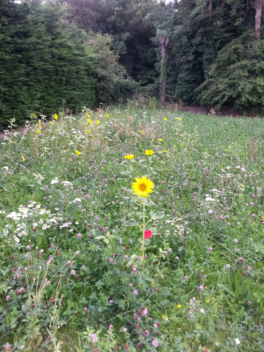 GillWilde's tweet photo. Our wild flower meadow in our town garden in Llandrindod Wells just gets better. Painted ladies,  Peacock, Tortoiseshell,  Large White, Bees, Hoverflies ...... Thanks to @Butterfly_bros
Sunflowers courtesy of birds! 
@IoloWilliams2 @rwtwales @debsLwilson @skyeinstruments https://t.co/WS0Xxok93h