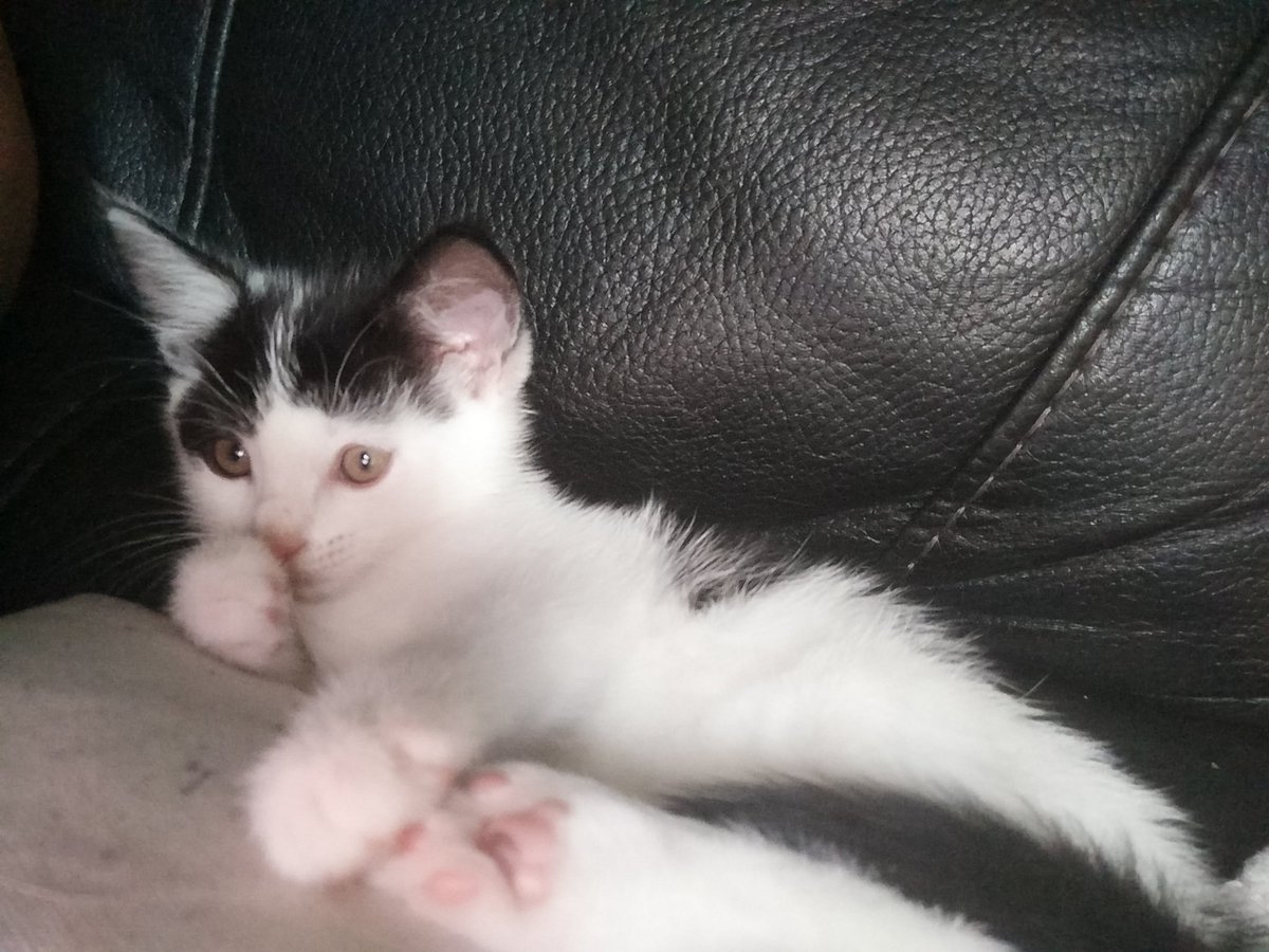 innocentem's tweet photo. @CTYixel He's cute awake too unless he's chewing me. Then not so cute https://t.co/9Esa7En5YL