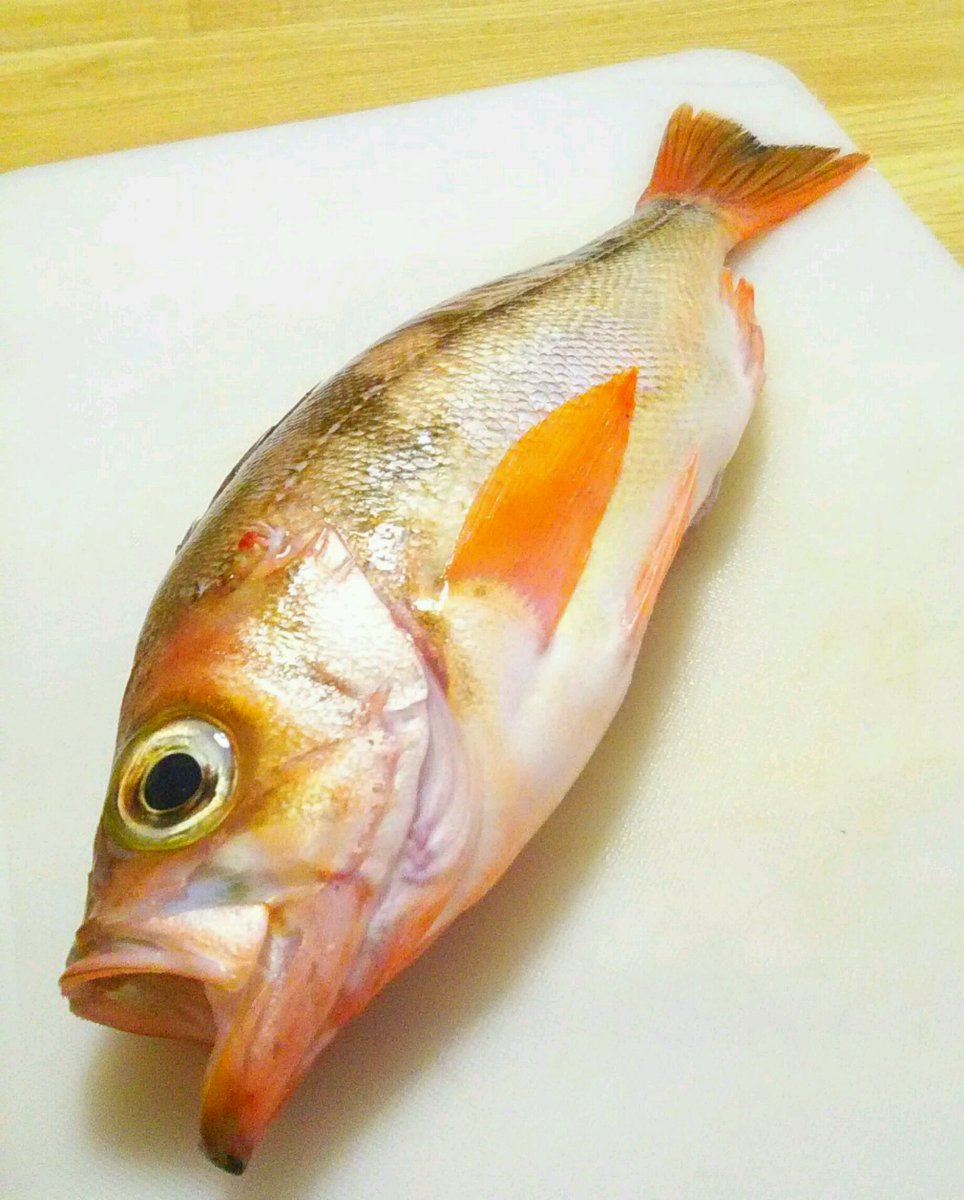 明利英司 寿司好き小説家 Auf Twitter 眼張 めばる を買ってきた これは ウスメバル という種類で 一般的にメバル と呼ばれる魚とは別種 刺身にするか迷ったけど この魚は煮付けにすると美味しいので煮ることに 姿煮は見た目も立派なので 食卓が華やかになる