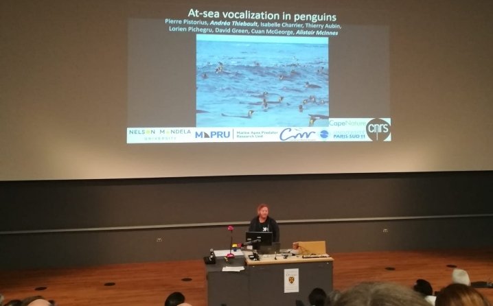 What are penguins plotting at sea? Prof. Pierre Pistorius talks about the AT SEA VOCALIZATION OF PENGUINS at the 10th International Penguin Conference in Dunedin, New Zealand.

#ipc10 #MAPRU #SocialForaging #Penguins #PENGUINRESEARCH #CMR #NelsonMandela #CapeNature #CNRS