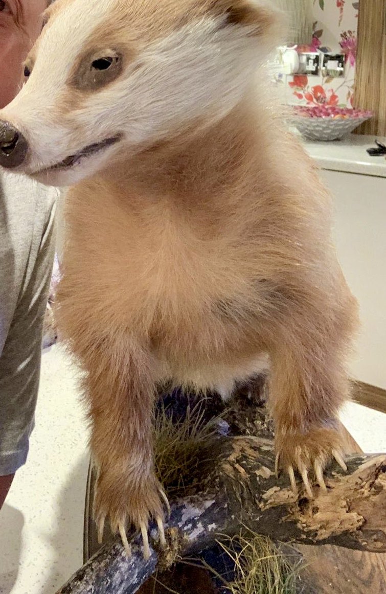 LumpyandFriends's tweet photo. @highpeakbadgers @DerbyshireBevs  @DomDyer70 @BadgerTrust @AMAZINGNATURE  #badgers #MrLumpyandFriends  #Wildlife #foxes #stopthecull https://t.co/8mQM5yAGrc