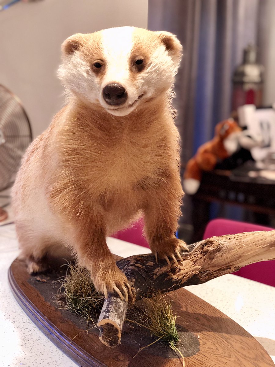 LumpyandFriends's tweet photo. @highpeakbadgers @DerbyshireBevs  @DomDyer70 @BadgerTrust @AMAZINGNATURE  #badgers #MrLumpyandFriends  #Wildlife #foxes #stopthecull https://t.co/8mQM5yAGrc