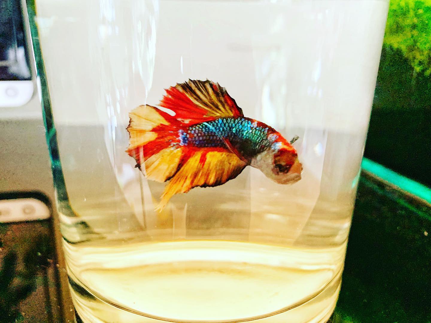 木下裕人 アクアリウム大学公式 株 アクアレンタリウム代表取締役 ベタのプラカットちゃんをビンに一時移動しました やっぱり綺麗です ベタ ベタプラカット 熱帯魚 アクアリウム ベアタンク アクアレンタリウム T Co 77kbaxedbe