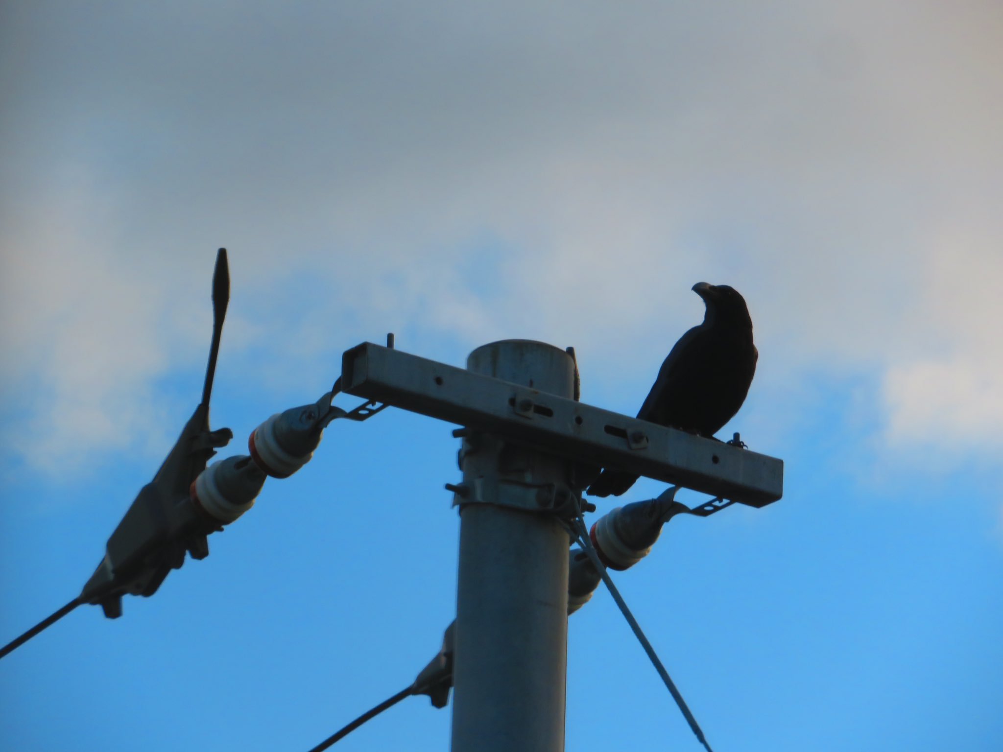かのん A Twitter カラスの集団に遭遇 空 カラス カラスの集会 十勝 北海道 ファインダー越しの私の世界 T Co Le1edobhc4 Twitter
