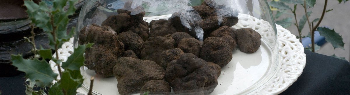FrenchPyrenees's tweet image. Villeneuve-Minervois is the indisputable mecca of #truffles. Find out more: maisondelatruffedoccitanie.com