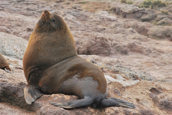 travknox's tweet photo. New paper out in @Mar_Biology with @al_baylis et al... Blubber fatty acids reveal variation in the diet of the male Aussie fur #Seal https://t.co/zLiNcgTENS