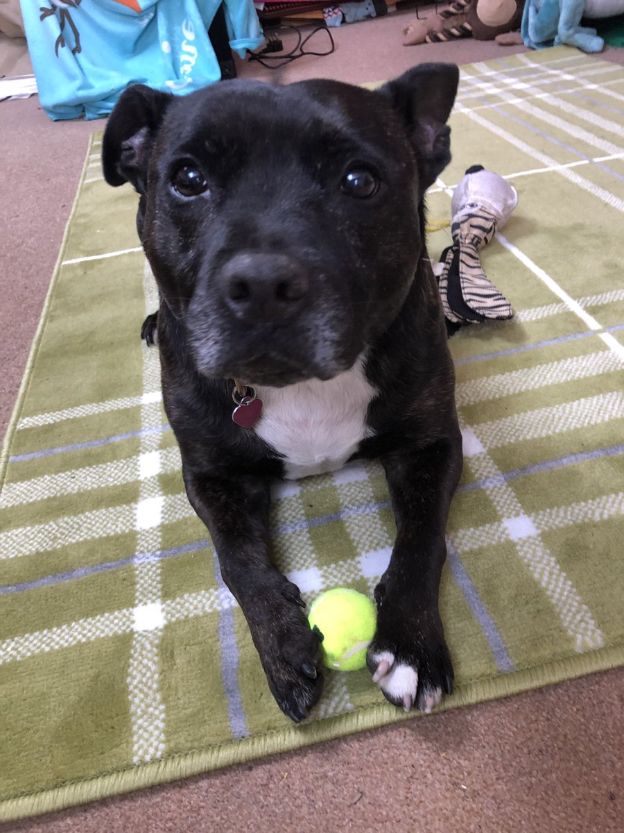 muir_christine's tweet photo. All your #Dog wants today is for you to keep him cool.... surely thatβs not much to ask ?! I brush Buttons with water and give him cold yoghurt from the fridge, we had walkies early πΎ #KeepDogsCool #KeepCatsCool #KeepAnimalsCool https://t.co/DX6ongrnbP