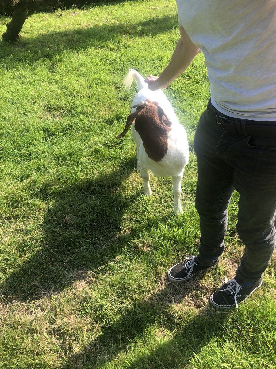 Richdc1987's tweet photo. Meeting the local wildlife in the hotel grounds with the groom @parkyster pre #themajorparks wedding #wedding #churchontime #goat https://t.co/2LoQ8BREbV