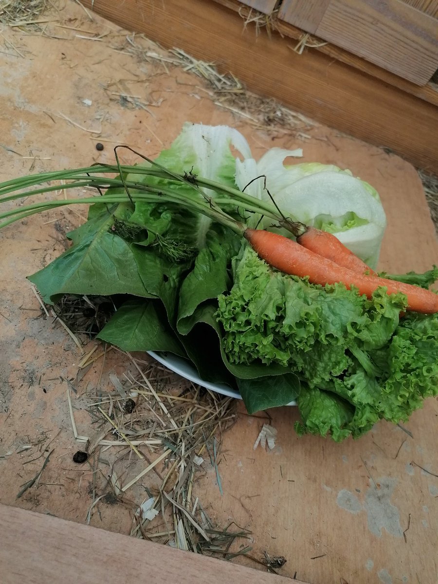 Alinali15563836's tweet photo. Do something good for the bunny's 🙏😁
#healthy #bunny #animals #summer https://t.co/V78b5LJojt