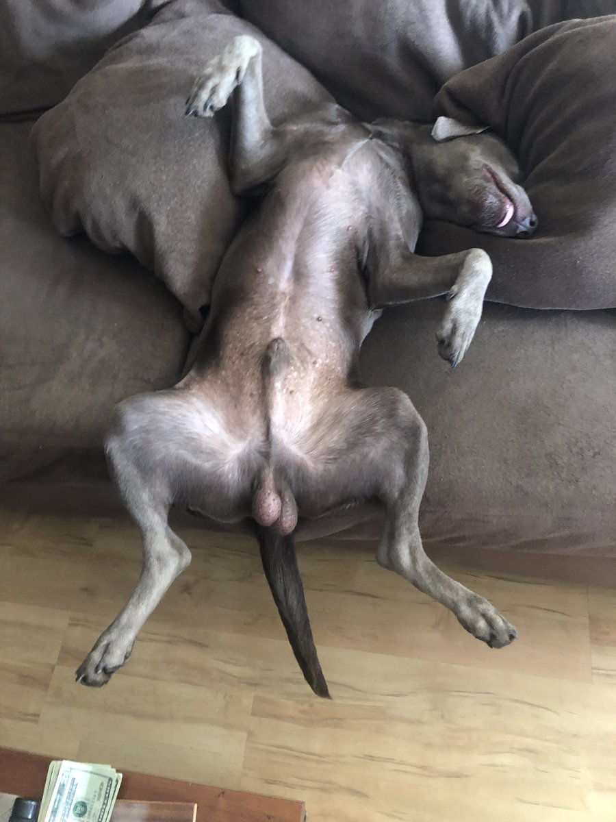 carlyarmstrong_'s tweet photo. Can someone pls tell me why my dog sleeps like this? I- https://t.co/f1iGGhfoXQ