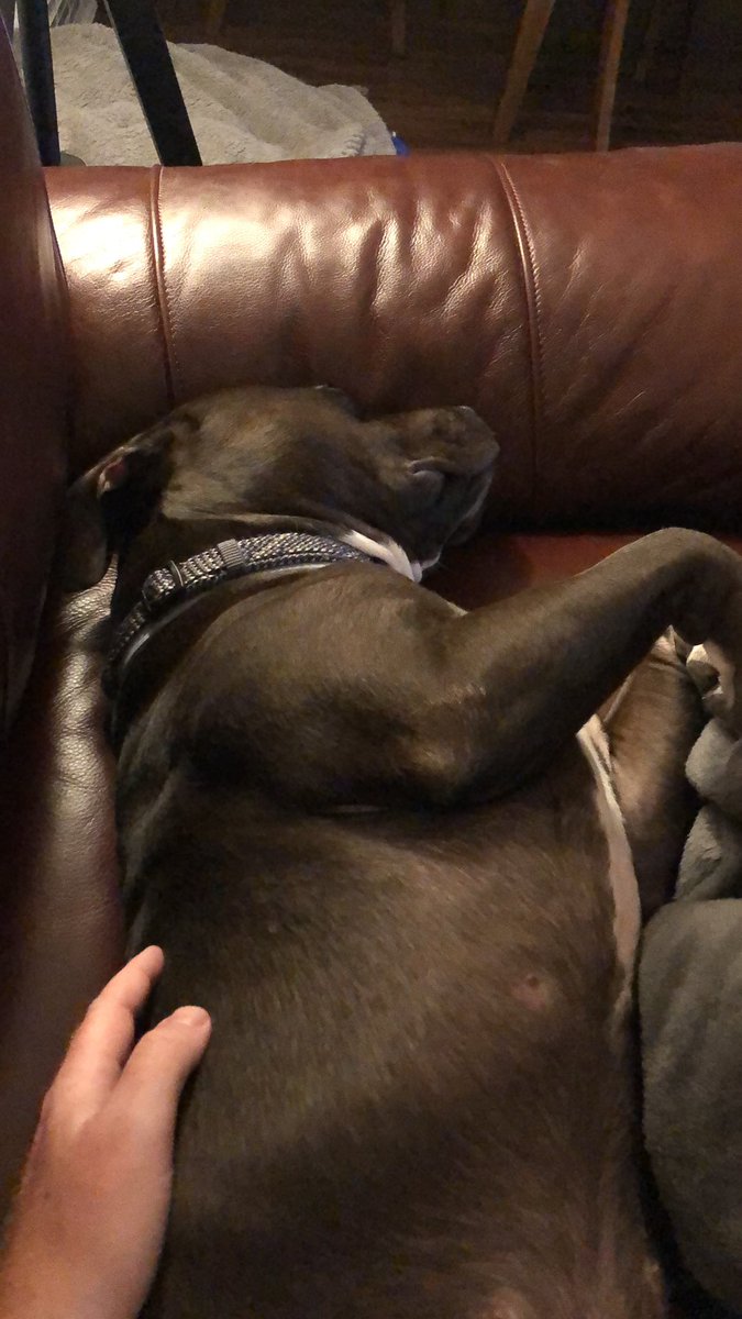 bkhaley's tweet image. Pit bulls...real dangerous. #adoptdontshop #pitbullfriends