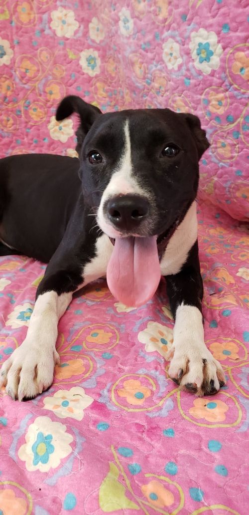 nyshelterpets's tweet image. 🐾 Meet #ADDERLEY ! #rescuedogs She wants some hugs! #PetRescue 😊 petfinder.com/petdetail/4560…