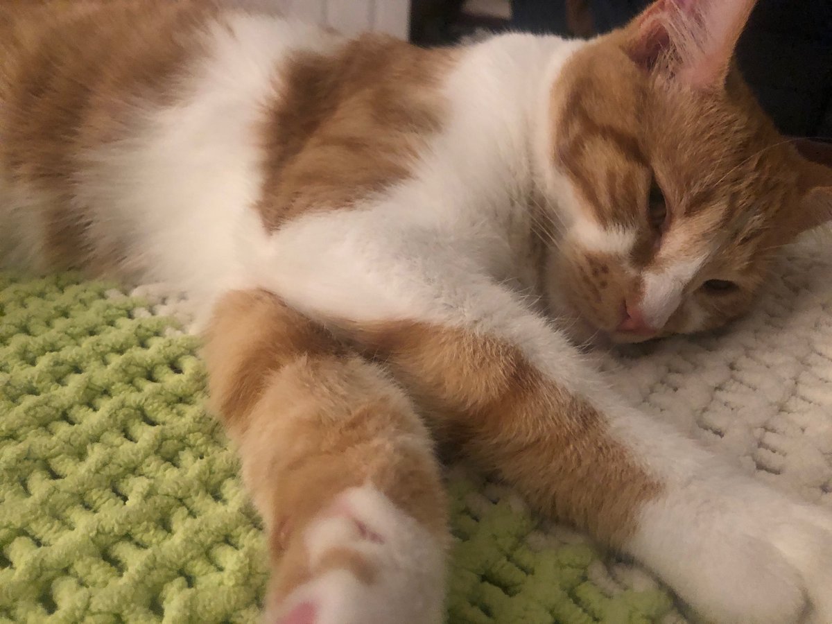 medpedshosp's tweet photo. Back at home. This handsome welcomed me with loud purring! Carmelo is his name. #catlover #felinesrule https://t.co/8Tt29Sh6Ln
