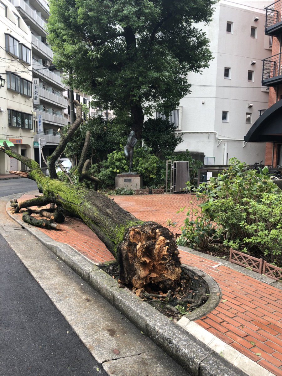 くちぶえ村の村長 ガチ口笛奏者 Pa Twitter 国分寺北口の西武バス乗り場近くの 国分寺女子ハイツ の木が くちぶえ村の村長 ガチ口笛奏者 Pa Twitter 国分寺北口の西武バス乗り場近くの 国分寺女子ハイツ の木が