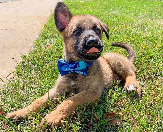 By @bambamthebelgian 😍 
Use #malinoislovers to get featured🐕
-------------------------------------------------
#malinois#malinoislovers#animals#pets#dog#goals#boss#cute#love#happy#photooftheday#insta#lol#beauty#iphone#life#amazing#family#smile#friend… ift.tt/2UHgr6g