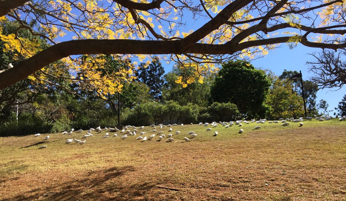 UQ_News's tweet photo. Good morning #UQ. 

These little corellas were near the #UQLakes this morning. https://t.co/vjRaSaDybP