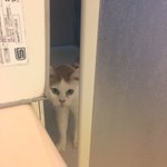 猫さんがクーラーに当たるときのポーズが気になったので 空気の流れをみる装置 を作って調べてみた たまに勉強になること呟くのやめろ Togetter 猫さんがクーラーに当たるときのポーズが気になったので 空気の流れをみる装置 を作って調べてみた たまに勉強になること呟くのやめろ Togetter