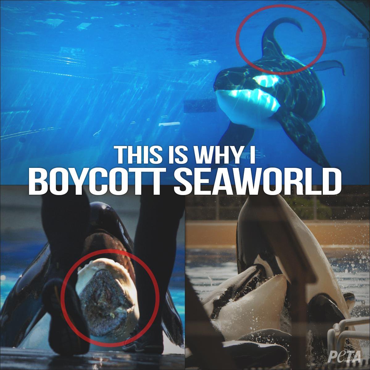 yeyadoggie's tweet photo. @AAA_Travel @AAA_Travel If you truly care about animals, stop selling tickets and being associated with @SeaWorld #seaworld #aaa #seaworldofhurt #captivitykills #stopsellingtickets #orcas #freetheorcas #dontgotoseaworld #seaworldsucks #Blackfish #emptythetanks #botcottseaworld #AAATravel https://t.co/gQBgEPRFpR