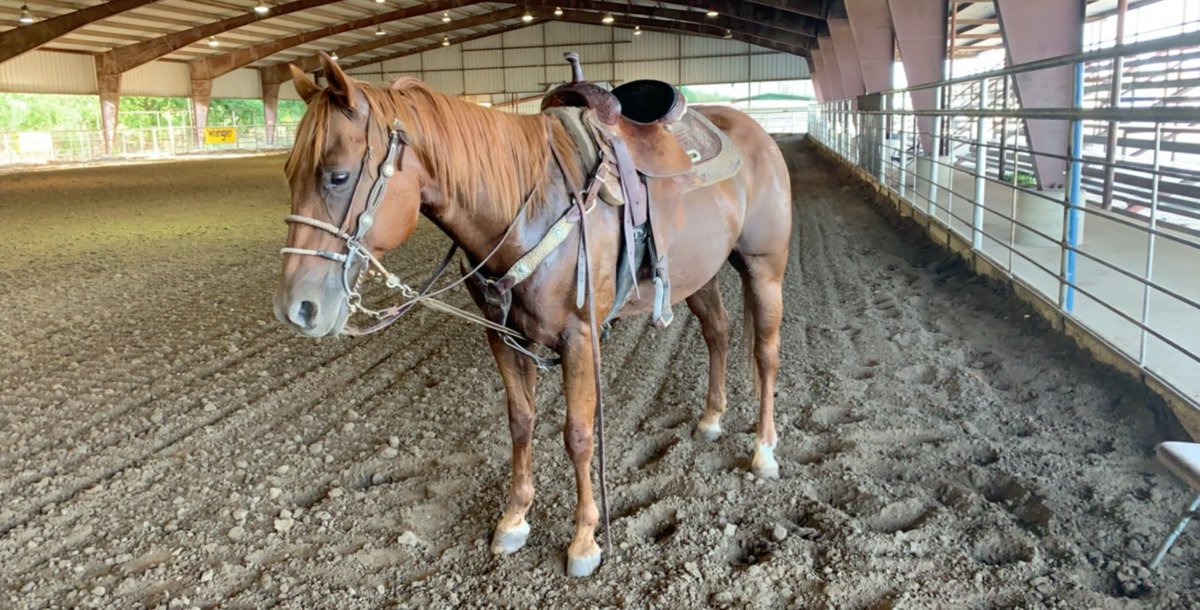 Picked up a new stick. Looks like it’s time to break the barrel saddle back out🤷🏼‍♀️