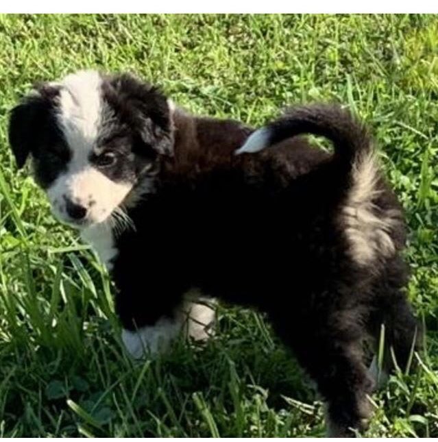 cthoburn87's tweet photo. Welcome to the family Nola Thoburn! #AdoptDontShop #MyFirstPuppy https://t.co/eOOlDD4Ddl