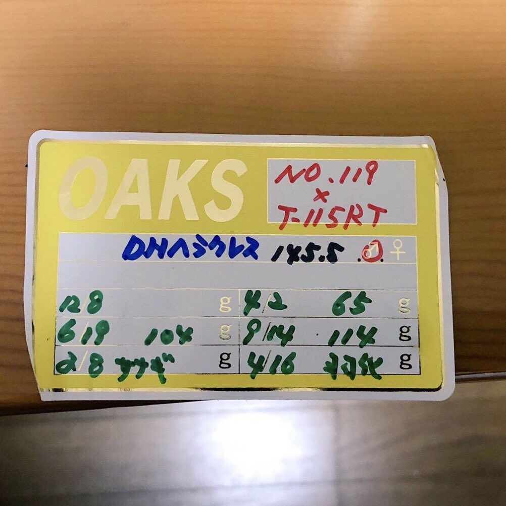 ・D.H.ヘラクレス    OAKS血統
種親:♂145.5mm×♀70mm
累代:CB
産地:グアドループ   3令幼虫ペア

♂: NO.119×T-115RT
♂幼虫2頭: クリアボトル3250cc
     
♀: NO.119×T-115RT
♀幼虫3頭:クリアボトル3250cc

に投入しました😊