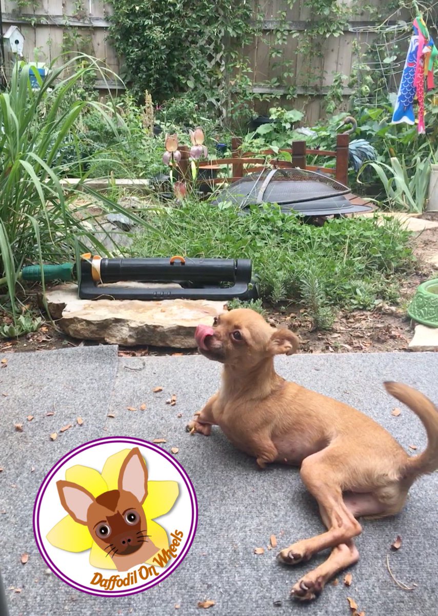 DaffodilsWheels's tweet photo. Happy birthday to me! I turned four years old this week!
The Human is spoiling me and I’m enjoying a dog day of summer in the garden 😍
#DaffodilOnWheels #summertime #garden #happybirthdaytome #twoleggeddog #disabledpets https://t.co/MFjde5S7j2