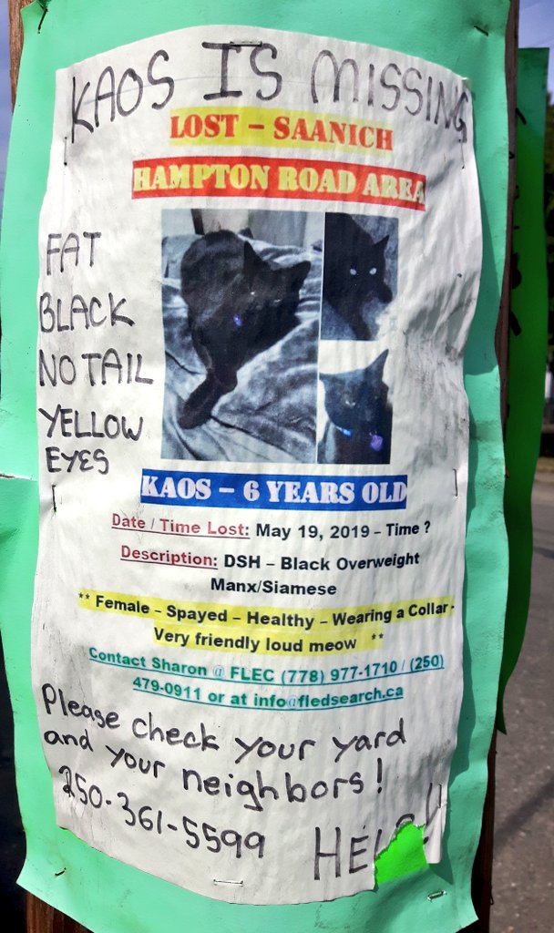 Robot111695's tweet photo. Kaos is missing!
#KittyCat
#KoasComeHome
#HopeYoureSafe https://t.co/jDZ6d2yfZu