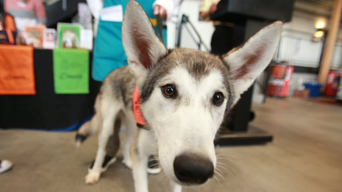 TimbersFC2's tweet photo. This face. 🥰

If you're at #BarkInThePark today, share your dog photos with #t2pups. #t2fc #PORvOC https://t.co/mLcqNswSkj