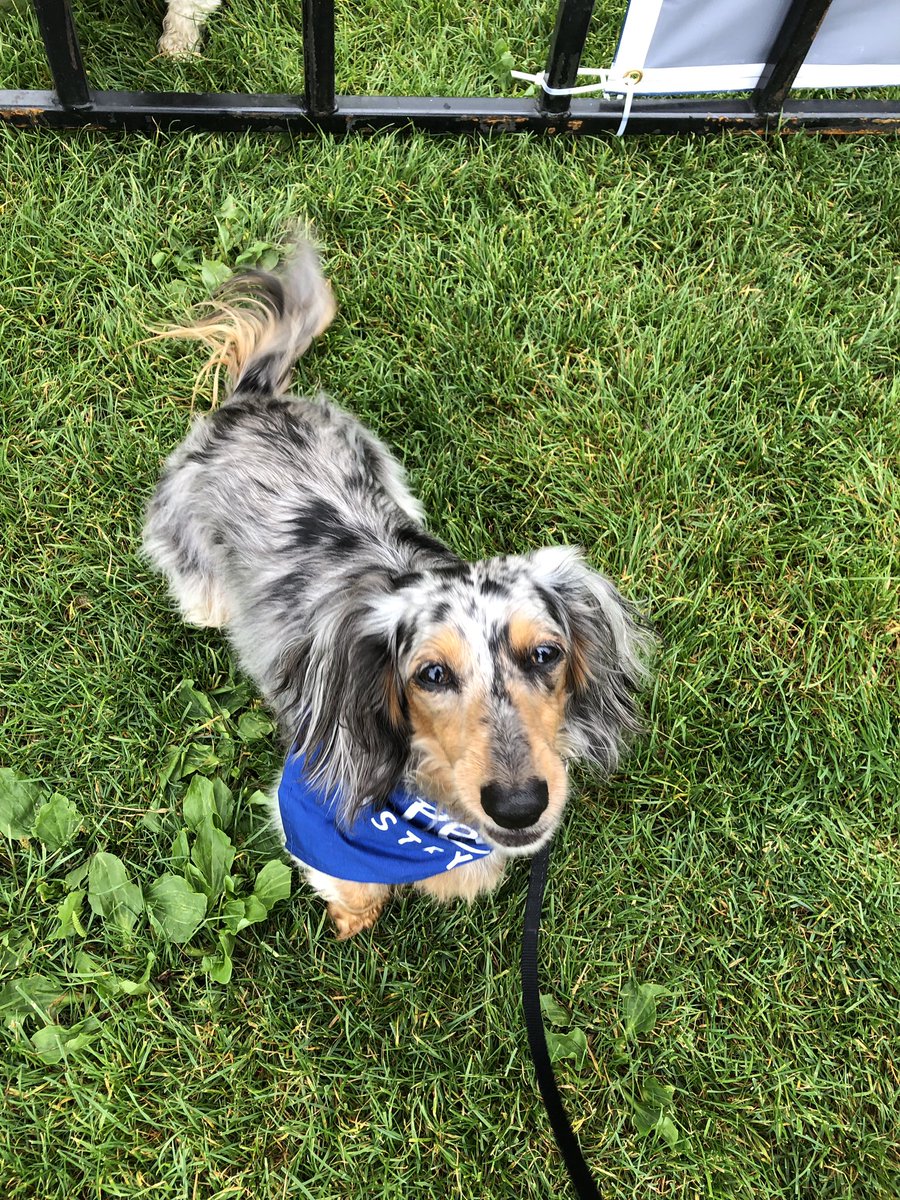 BC_SPCA's tweet photo. From today!! #Pawsforbc 🐾🐾🐾 https://t.co/EqMh87MzrZ