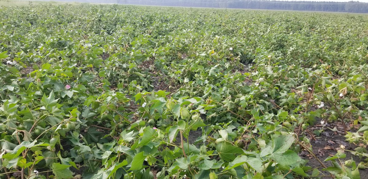 Thankfully structural & flood damage was much, much, less with #DorianHurricane than #HurricaneFlorence, but #EasternNC #NCAg #Tobacco & #Cotton still took a beating.  Pics taken 48 hrs after storm. #BeaufortCountyNC . @maxarmstrong @NCFarmBureau @MCVann_Tobacco  @BoCoAgAgent