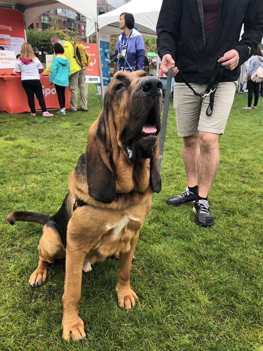 BC_SPCA's tweet photo. #PAWSFORBC 🙌🏼🙌🏼🙌🏼🙌🏼 https://t.co/jwdNhmQyZu