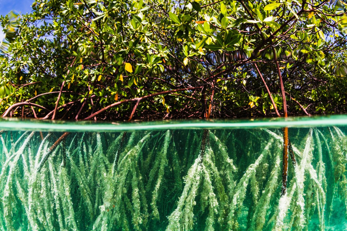 BNTBahamas's tweet photo. Hurricane #Dorian devastated Abaco and Grand Bahama in The Bahamas. The Bahamas National Trust manages national parks and will lead coral reef &amp; mangrove restoration efforts and the development of long-term natural solutions. Help restore our biodiversity: https://t.co/ffmEOSnMSc https://t.co/QkLvnEzhW0