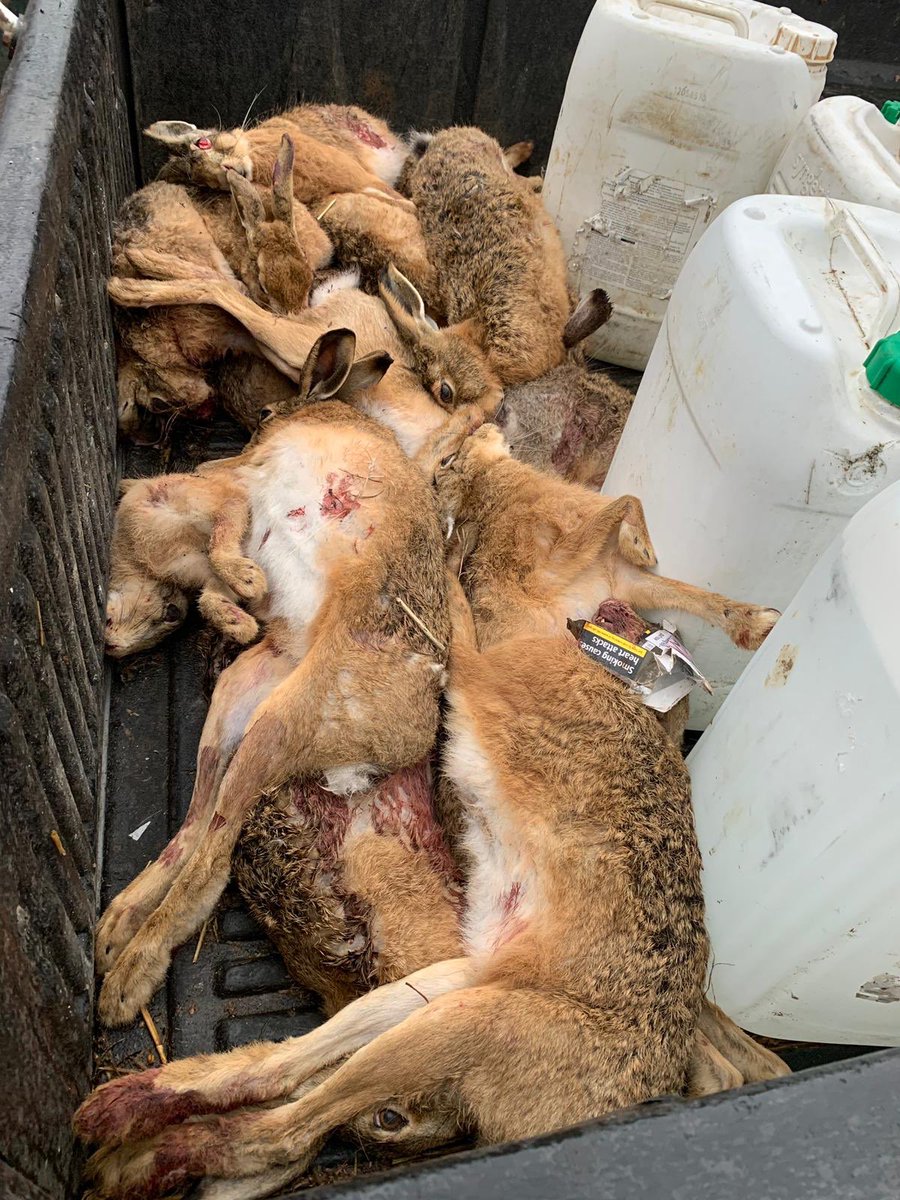 All these were picked up from stubbles, left behind by poachers out coursing with dogs. We need a dedicated rural policing team. gamekeepers left to pick up the pieces yet again and sat out on night watch trying to catch those responsible. #ruralcrime #hare #poaching