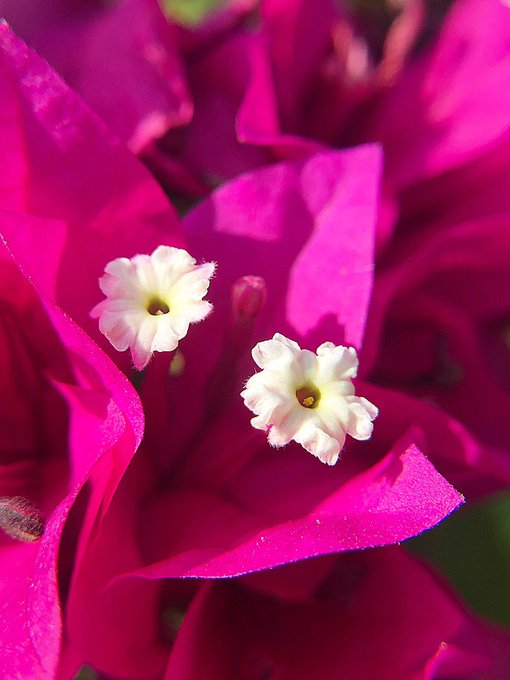 サルビアファリナセアのtwitterイラスト検索結果