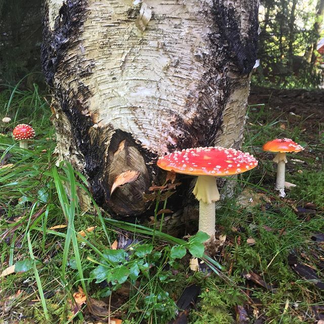 #mushrooms <a href="/AtelierFORTE/">AtelierFORTE</a>