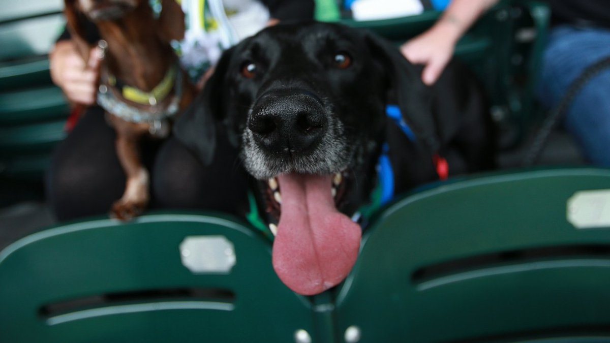 TimbersFC2's tweet photo. So. Many. #t2pups. And we can't get enough.🐾

#t2fc | #PORvOC https://t.co/kU8nbPmBp0