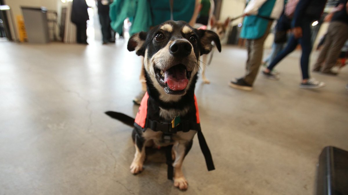 TimbersFC2's tweet photo. So. Many. #t2pups. And we can't get enough.🐾

#t2fc | #PORvOC https://t.co/kU8nbPmBp0