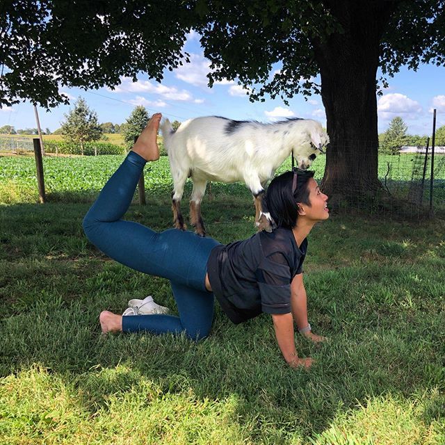 Don't tell @wallythewelsh I found a new acro partner who isn't afraid of heights #goatyoga // Meet Pepper, who surprised me with her calm demeanor and excellent balance 🐐 🙏 ift.tt/2HUxU69