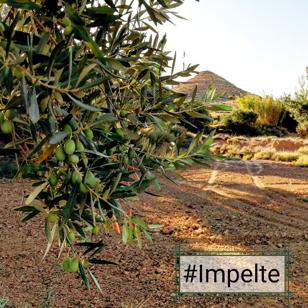 Empeltre en septiembre.