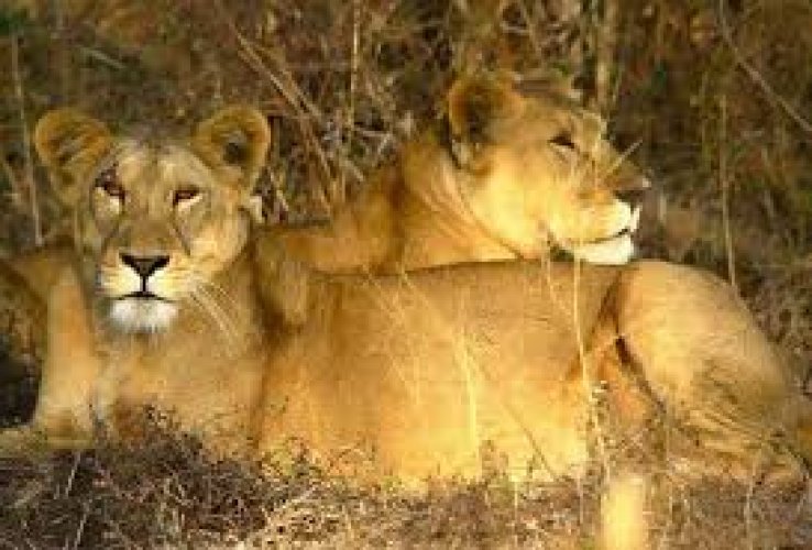 abazaralkahli's tweet photo. ولاية سنار محمية الدندر
#السودان https://t.co/UT8KBI9vFQ