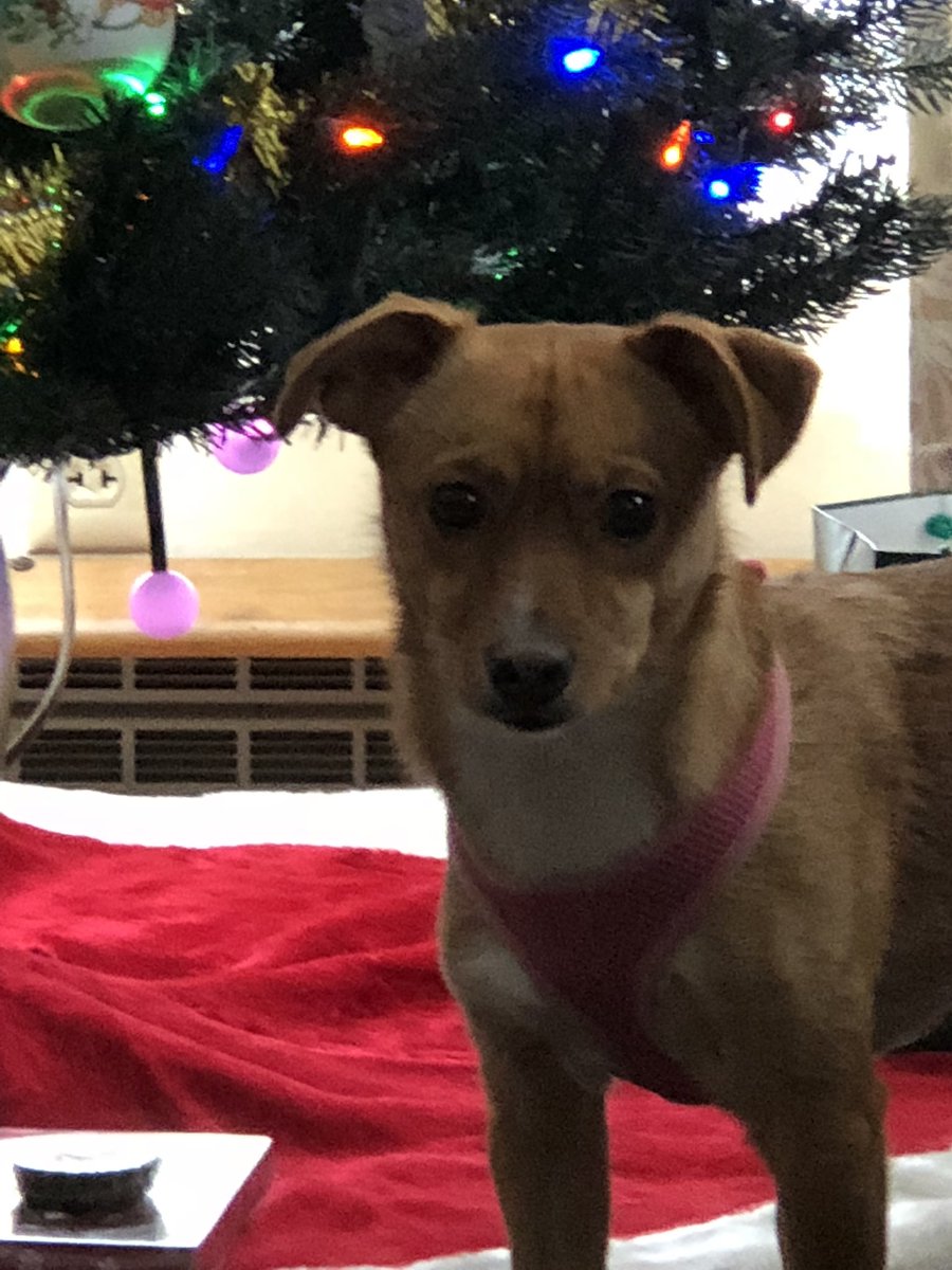 sniperted83's tweet photo. @chanelsantinixo I also have a Lola.  Although she is not used to anything but treats and hugs https://t.co/IydgZrvI17